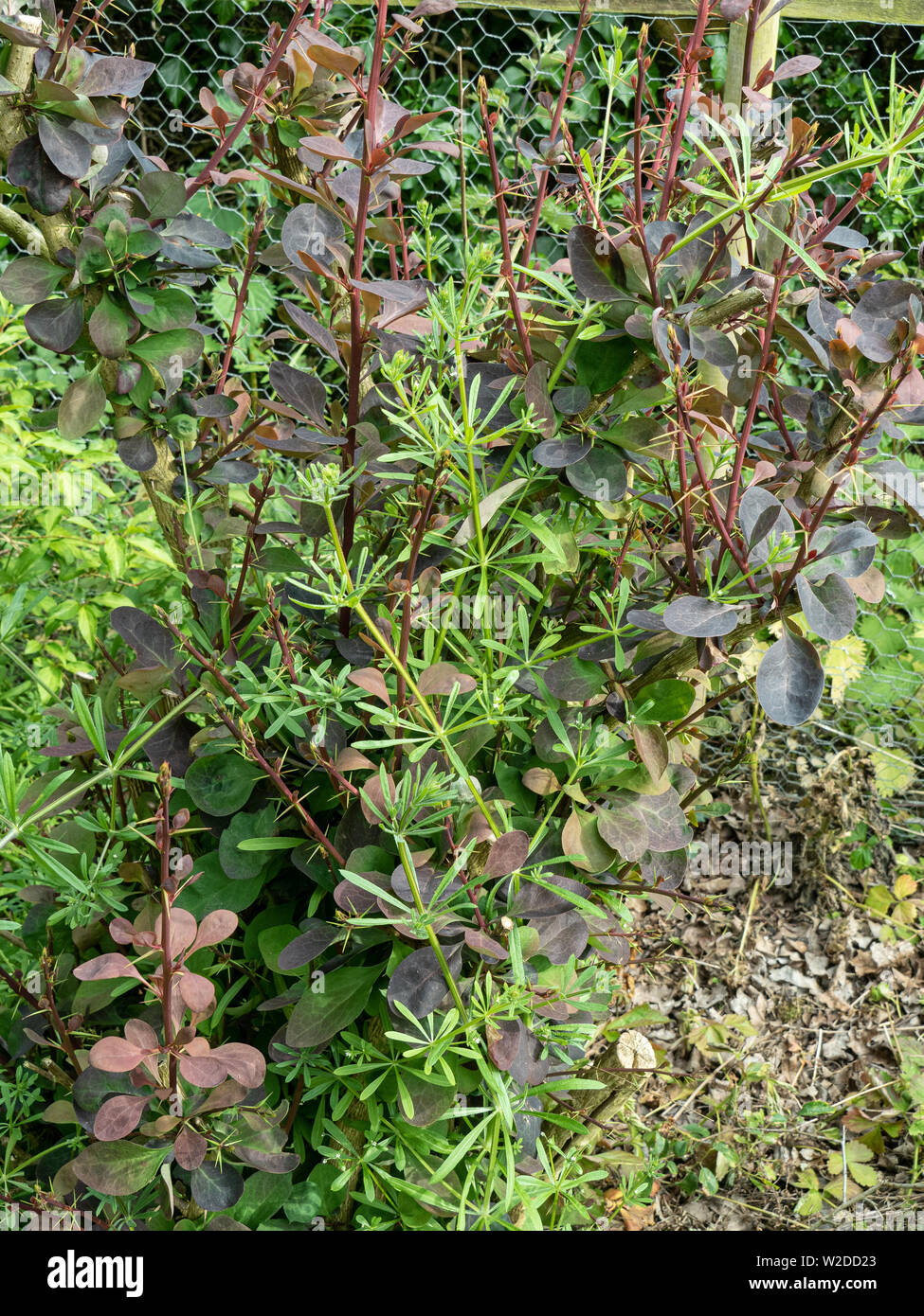 Il giardino in comune infestante cleavers crescendo attraverso arbusti in un confine Foto Stock