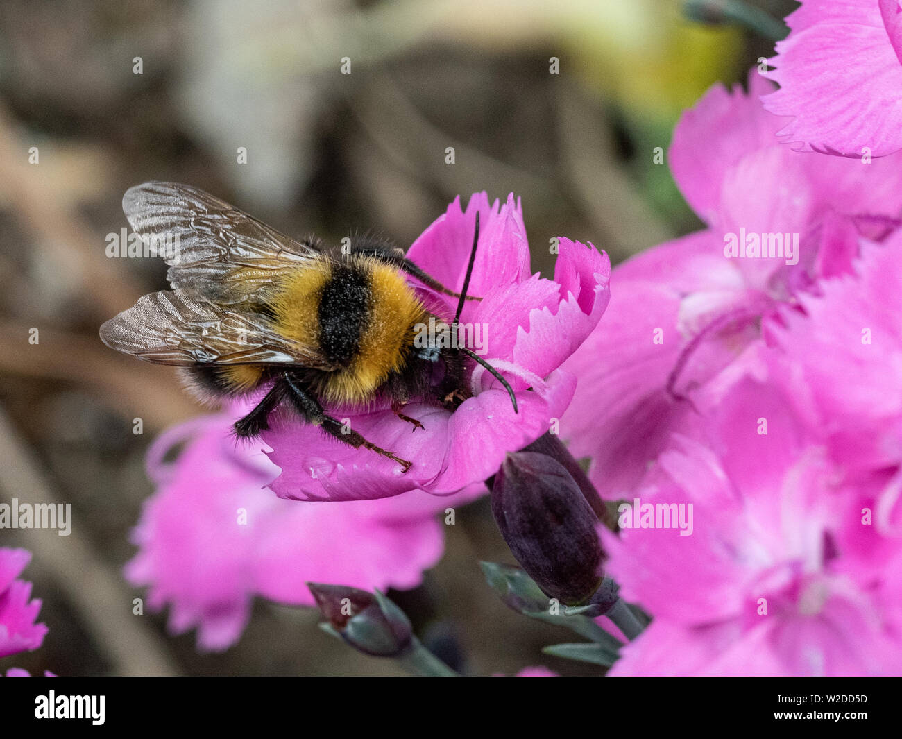 Una chiusura di un giardino Bumble Bee alimentazione su una rosa Dianthus fiorisce Foto Stock