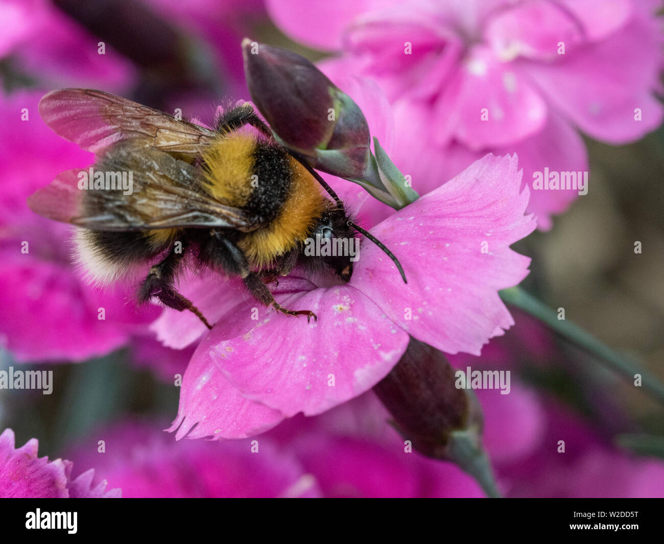 Una chiusura di un giardino Bumble Bee alimentazione su una rosa Dianthus fiorisce Foto Stock