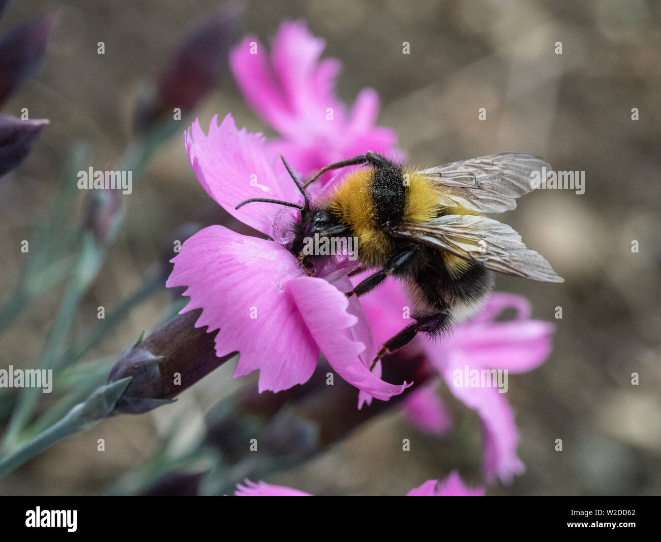 Una chiusura di un giardino Bumble Bee alimentazione su una rosa Dianthus fiorisce Foto Stock