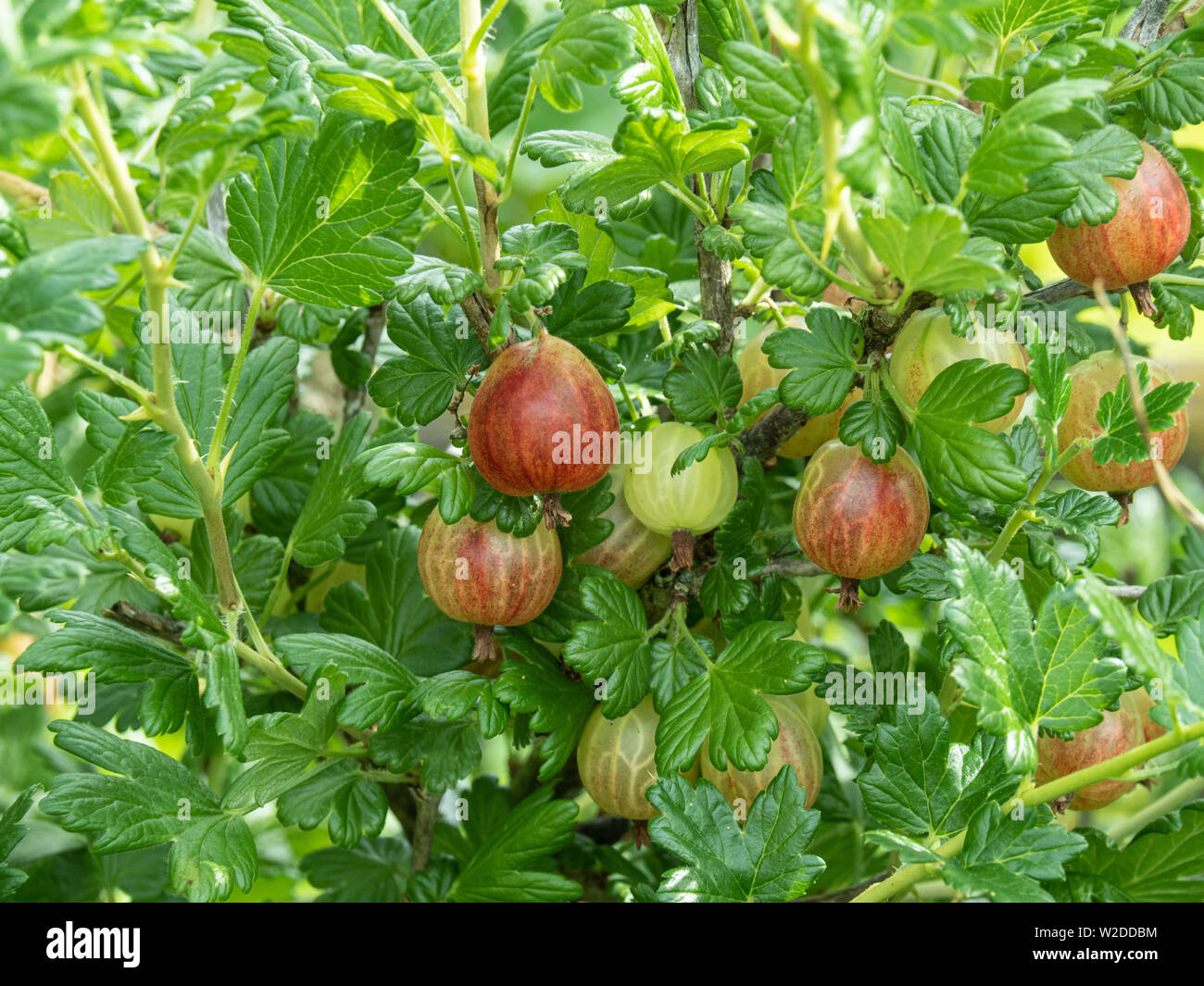 Parte di una boccola del ribes Xenia che mostra una miscela di mature e frutti di maturazione Foto Stock