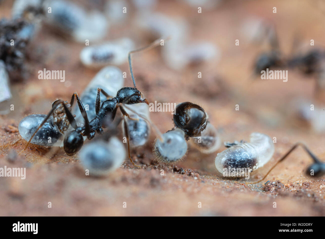 All'interno di un nido di Pheidole grande capo-formiche, con le pupe, le larve e le uova, sotto una roccia in Australia tropicale Foto Stock