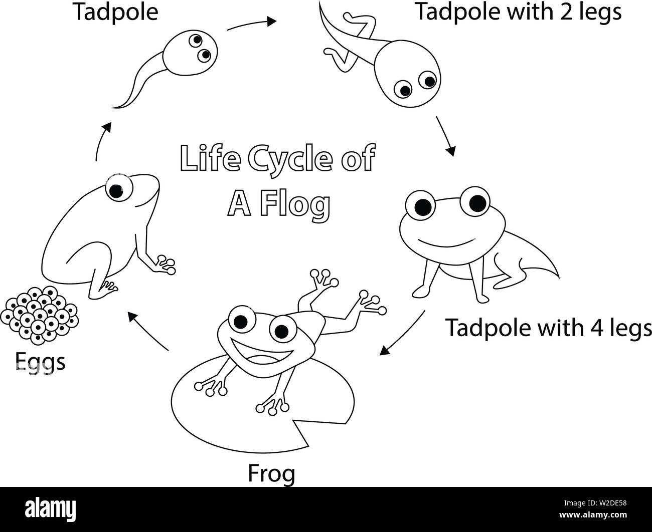 Ciclo di vita di una rana per la colorazione, vector art design Illustrazione Vettoriale