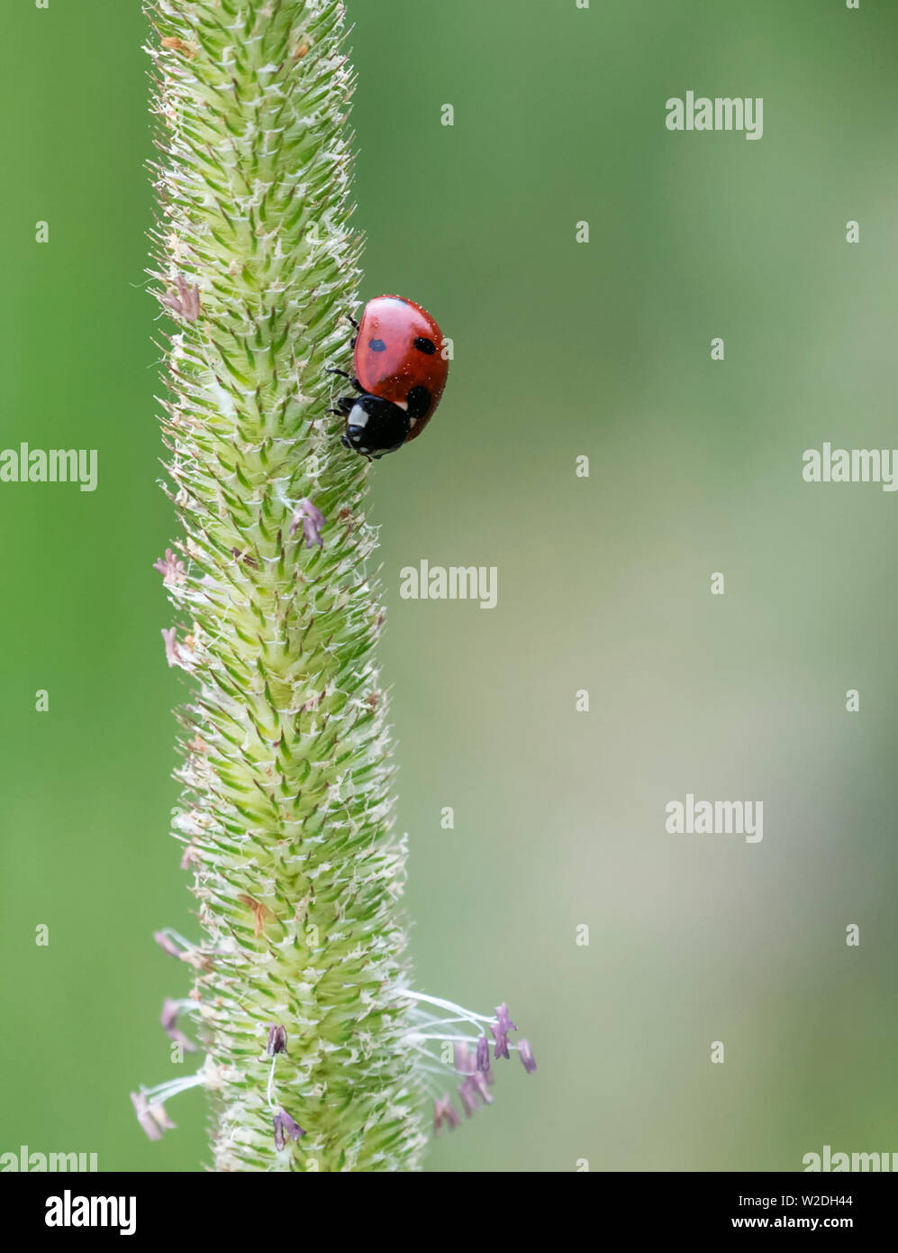Ladybird a riposo su un gambo di erba (contro a sfocare lo sfondo di colore verde) Foto Stock