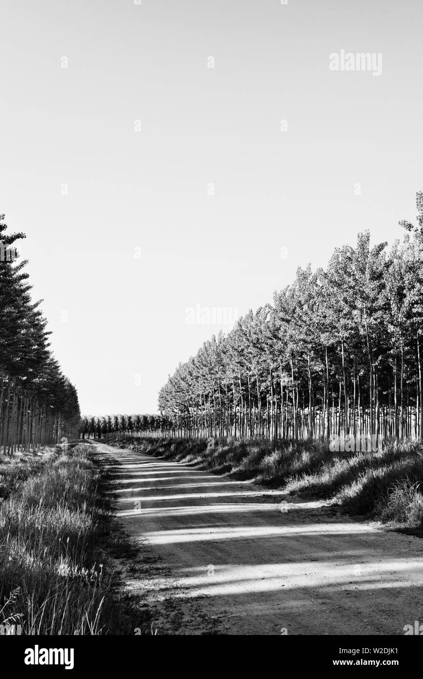 Filari di alberi di Aspen - pioppo - in una giornata di sole , lunga sterrata tra le righe, bel prato con erba ,alto contrasto luce Foto Stock