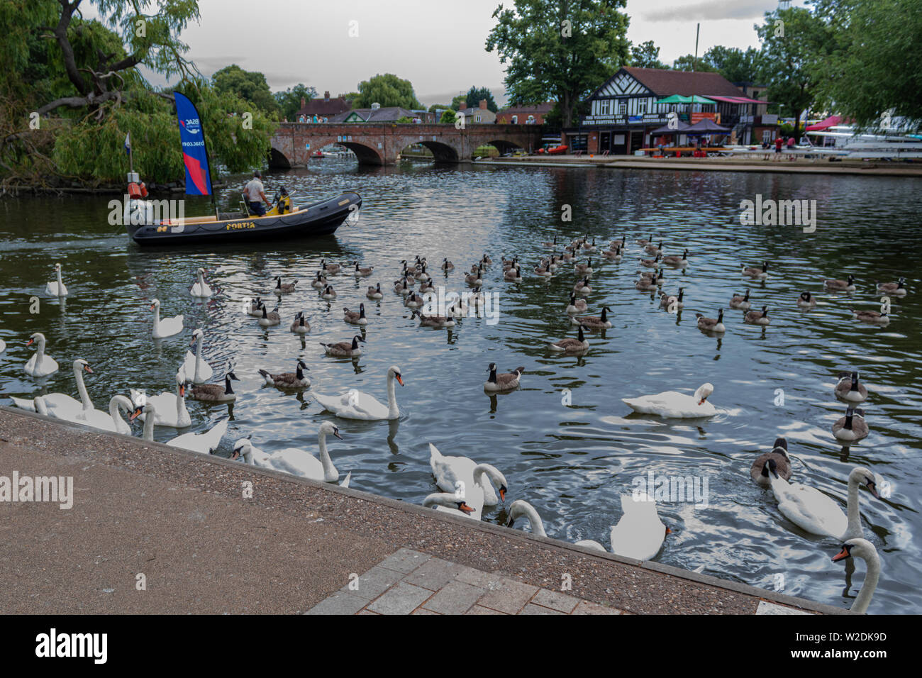 Cigni e anatre sul fiume Avon con il ponte pedonale e Boat House in background. Foto Stock