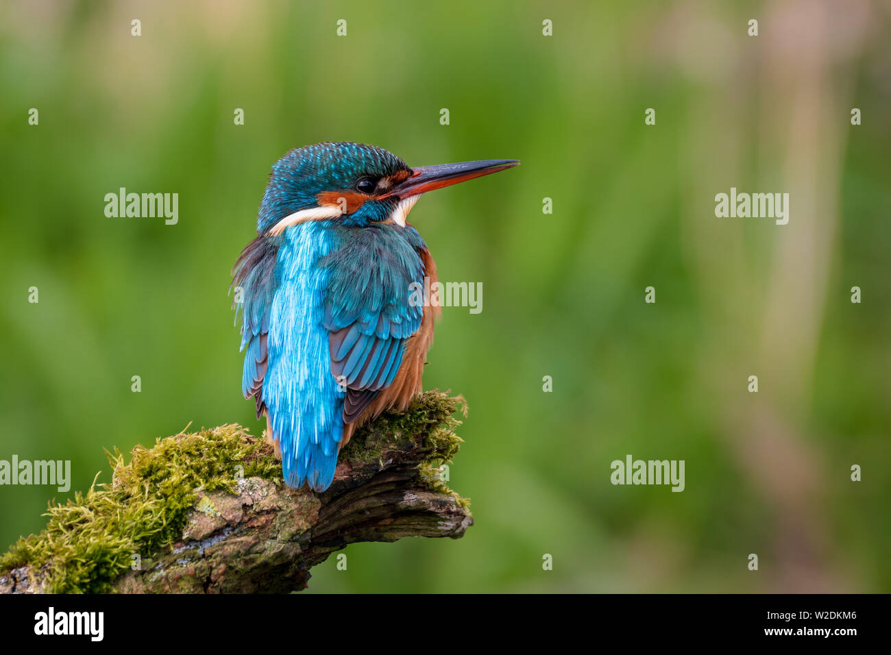 Martin pescatore Alcedo atthis seduti su un mossy brach con sfondo verde Foto Stock