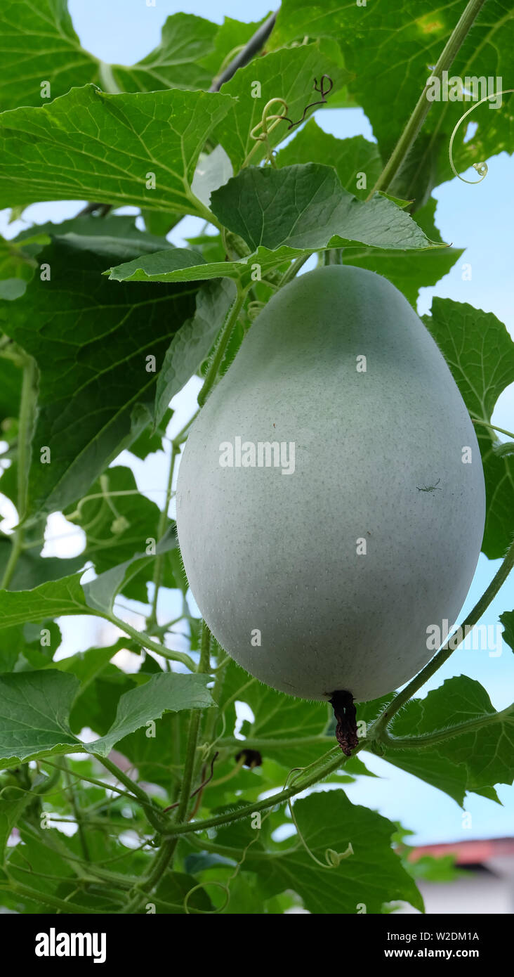 Una cera gourd frutta crescendo tra i suoi vigneti. Il frutto di Benincasa hispida, la cera gourd, è utilizzato in vari asiatici e Sudest Asiatica. Foto Stock