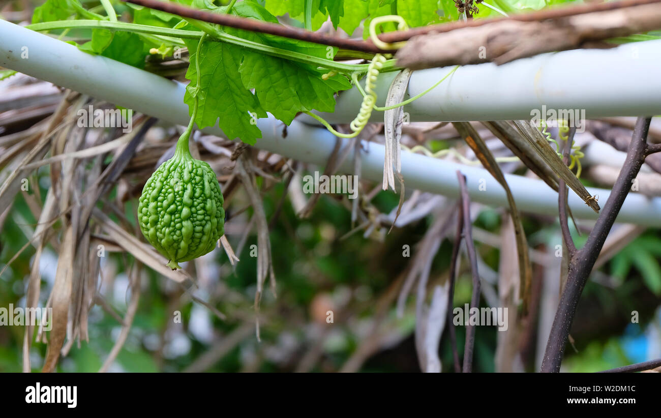 Un ibrido round gourd Amaro frutto appeso su una rastrelliera per il supporto in un giardino. Foto Stock