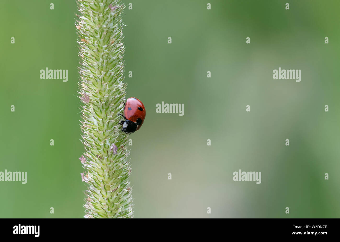 Ladybird a riposo su un gambo di erba (contro a sfocare lo sfondo di colore verde) Foto Stock