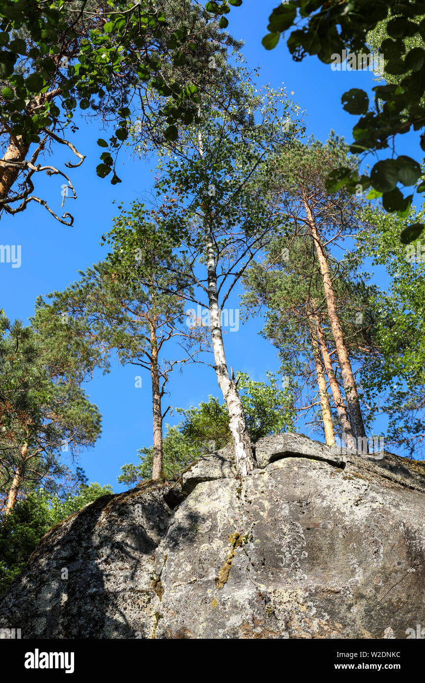 La betulla e il bosco di pini che cresce su una scogliera mostrato contro il cielo blu e chiaro in Piilolammi area ricreativa esterna in Hyvinkää, Finlandia Foto Stock