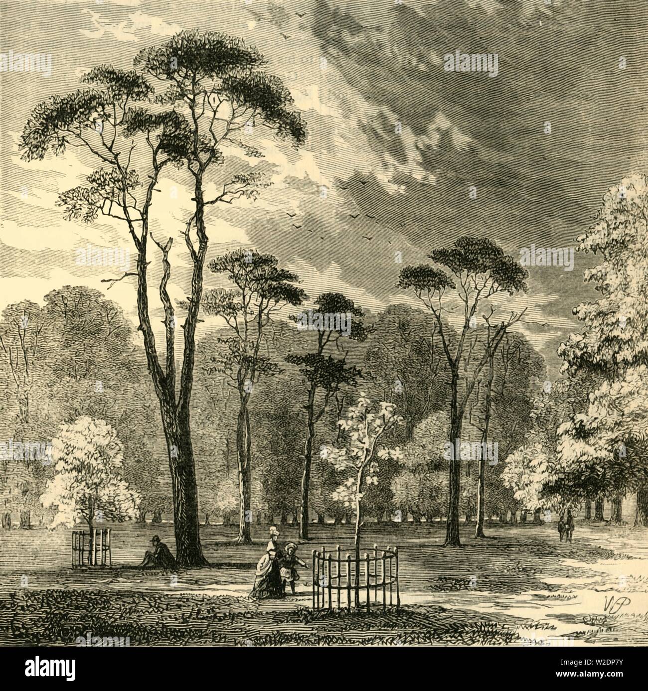 "Scotch abeti, Kensington Gardens', C1876. Creatore: sconosciuto. Foto Stock