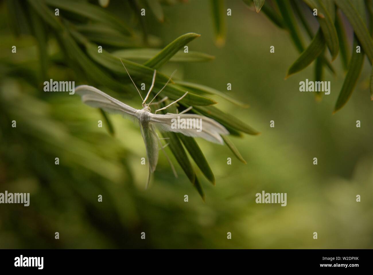 Pennacchio bianco Tarma (Pterophorus pentadactyla) Foto Stock