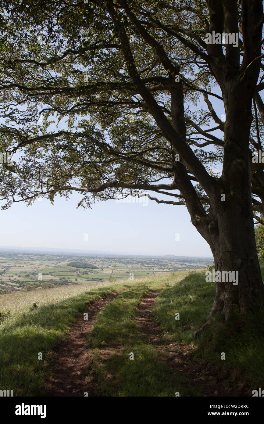 Draycott Sleights un nature preserve sul Mendips Foto Stock