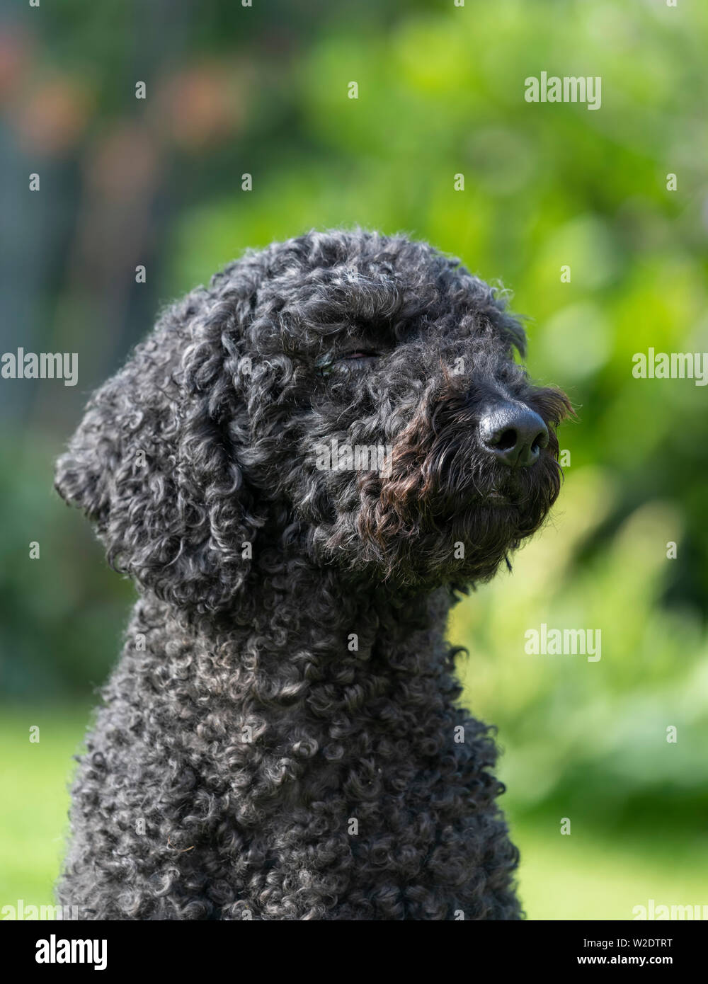 Colorati di nero Labradoodle seduta con gli occhi chiusi e cercando su un lato Foto Stock