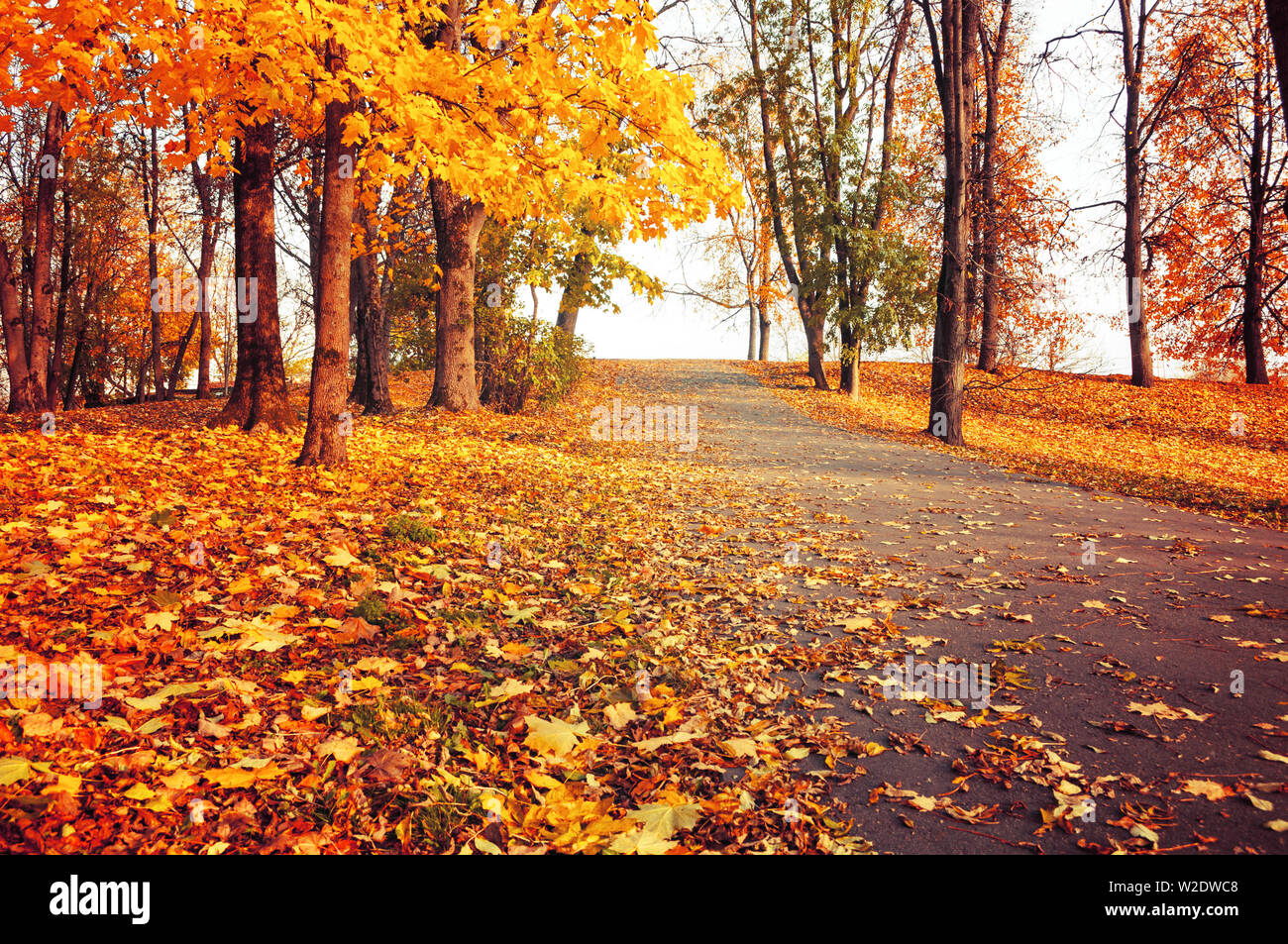 Paesaggio autunnale - orange park alberi caduti e foglie di autunno sulla strada nel parco cittadino di Sunny serata d'autunno. Colorato autunno soleggiata scena Foto Stock