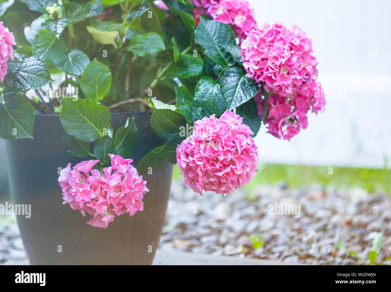 Rosa fiori di ortensie (Hydrangea macrophylla) che fiorisce in primavera e in estate in giardino. Hydrangea macrophylla - splendido cespuglio di ortensie fiori - Foto Stock