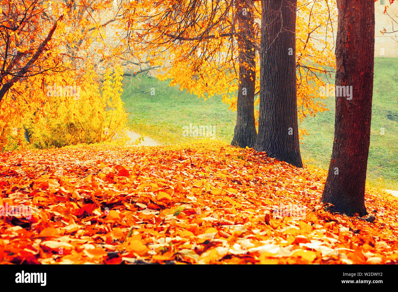 Paesaggio autunnale - golden colorato parco di alberi caduti e foglie di autunno sul terreno nel parco della città nella soleggiata giornata autunnale. Il pittoresco panorama autunno Foto Stock