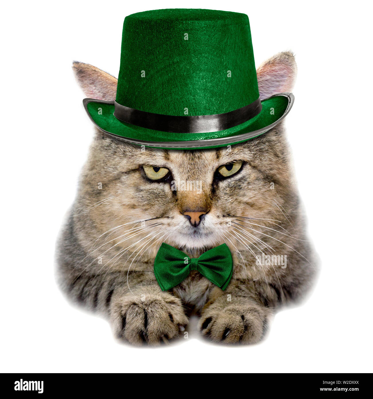 Gatto in un cappello verde e la cravatta a farfalla per isolati su sfondo bianco Foto Stock