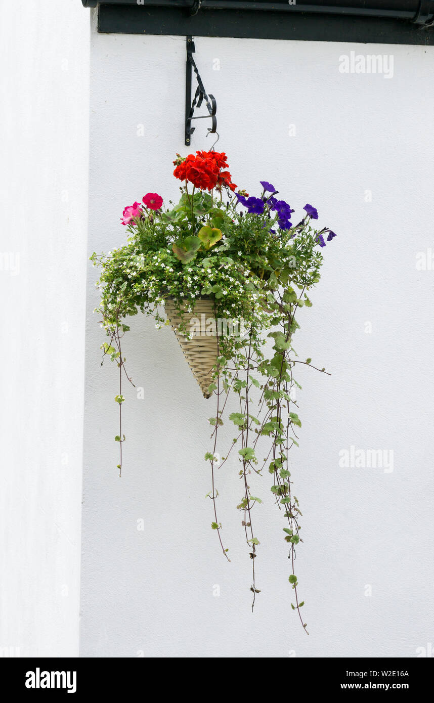 Appendere cesto fiorito sul muro bianco Foto Stock