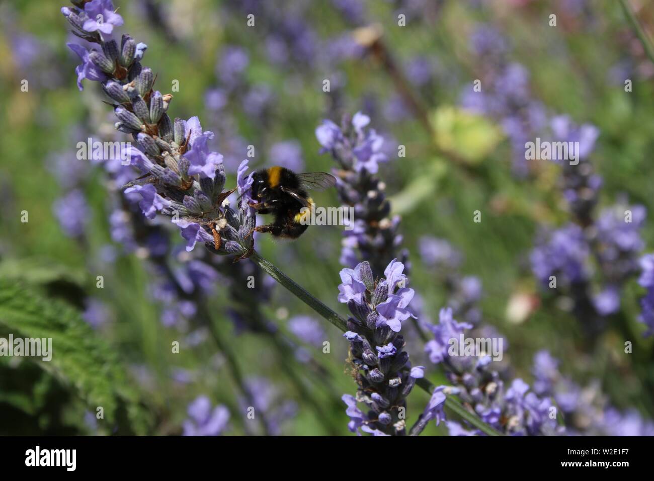Ape su fiori di lavanda Foto Stock