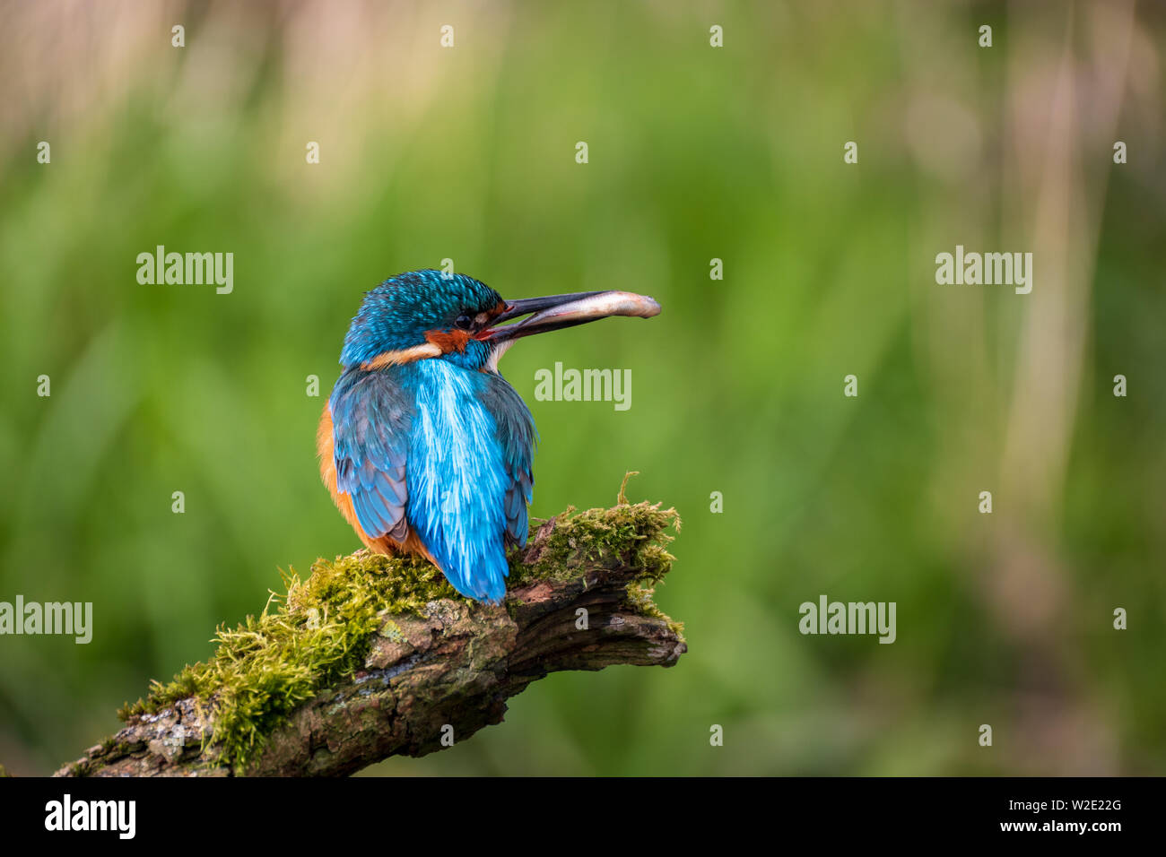 Martin pescatore Alcedo atthis seduti su un mossy brach con piccolo pesce nel becco con sfondo verde Foto Stock