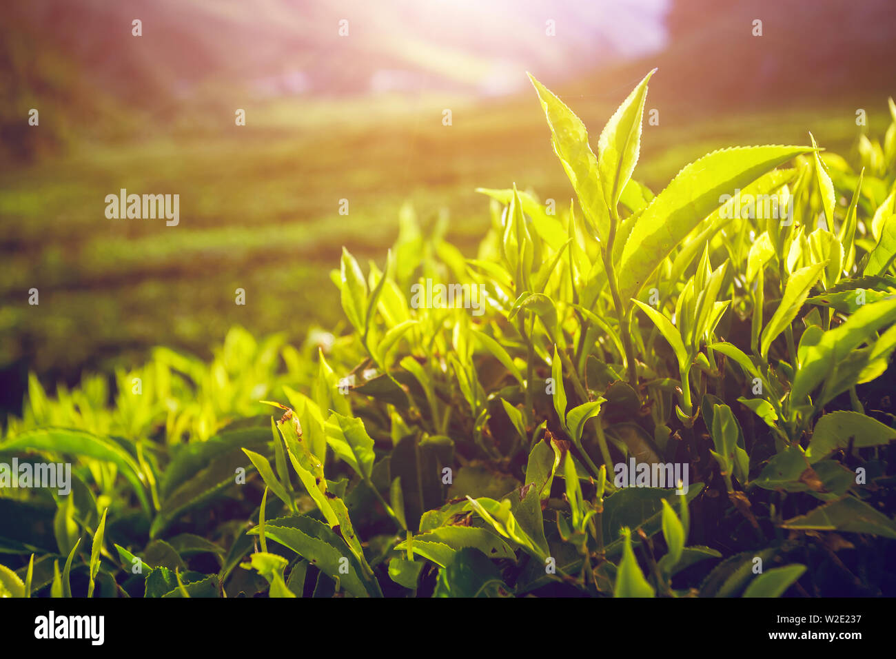 Chiudere il tè verde livelli in Cameron Highlands, Malaysia Foto Stock