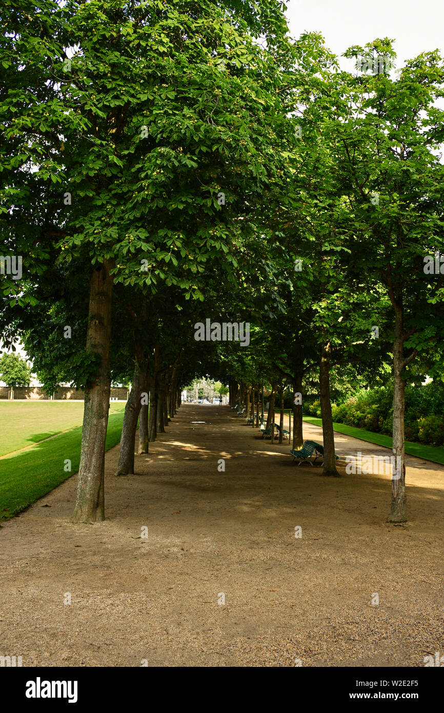 Viale di alberi di castagno nel Jardin des plantes le thabor, Rennes, capitale della Bretagna, Francia Foto Stock