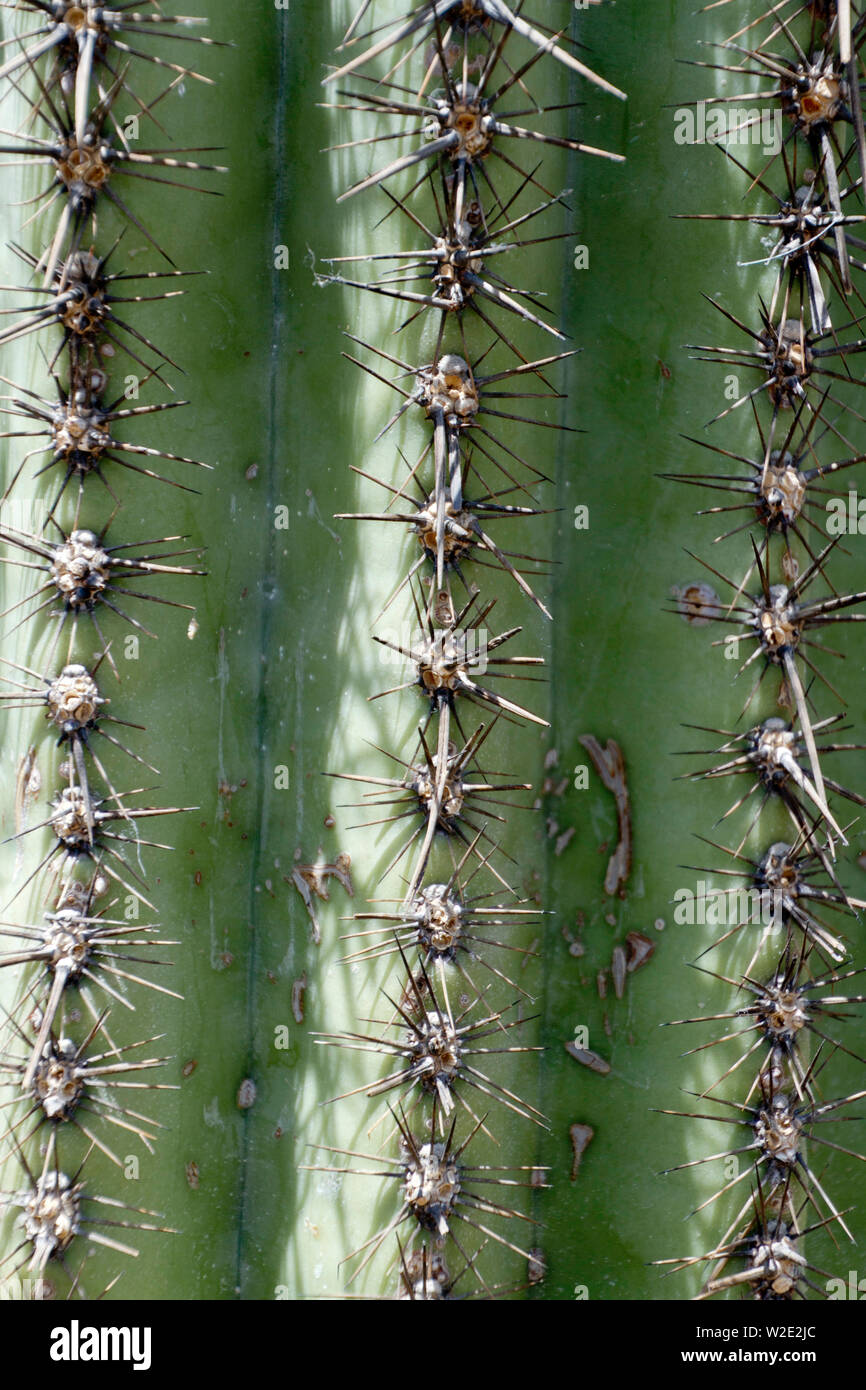 Close-up della sharp dorsali del Saguaro giganti cactus nel sudovest USA Foto Stock