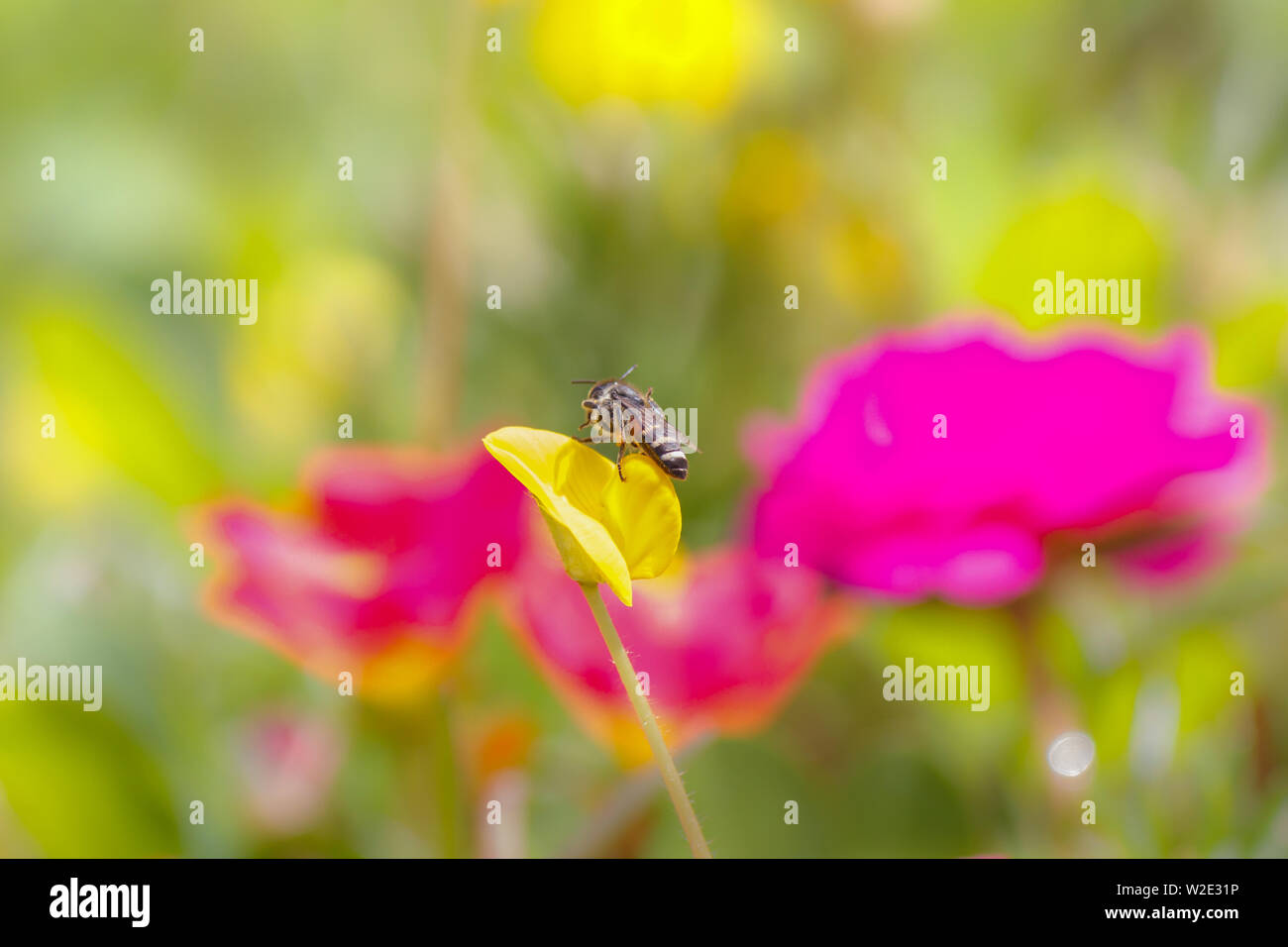 Flying lavoratore honey bee con polline di api alimentazione su Pinto peanut Foto Stock