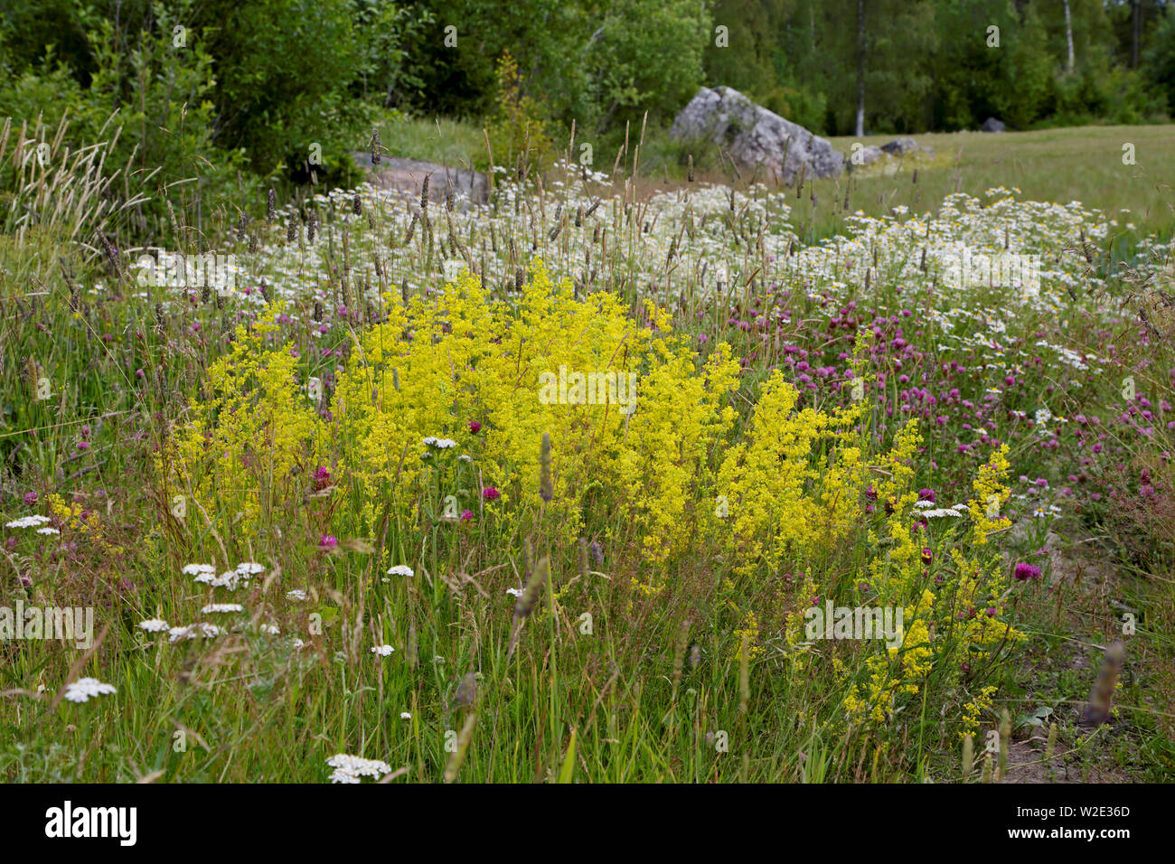 Il giallo della signora fioritura bedstraw con senza profumo mayweed lungo un percorso a un campo coltivato Foto Stock