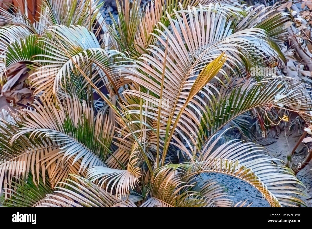 Le foglie di una pianta .cycad ricoperto di uno strato di polveri fini a causa di perforazione di un pozzo nelle vicinanze, per individuare ed estrarre la massa d'acqua. Hyderabad, India. Foto Stock