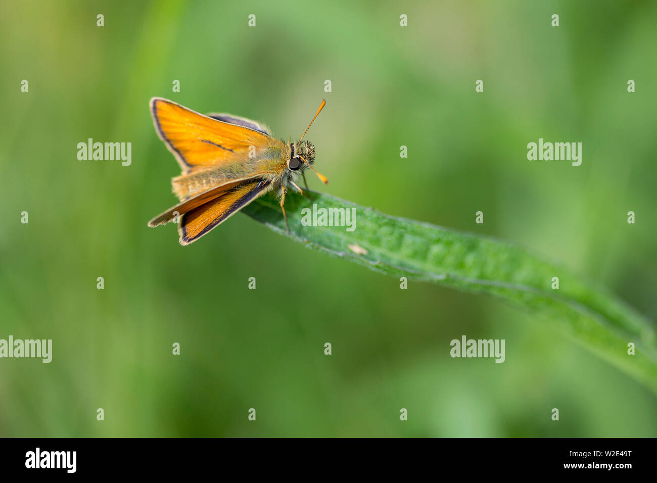 Skipper di grandi dimensioni (Ochlodes venatus) marrone scuro e arancio marrone scuro upperwingswith limitrofi. ha grandi eys, ali torna a riposo che assomiglia a una falena. Foto Stock