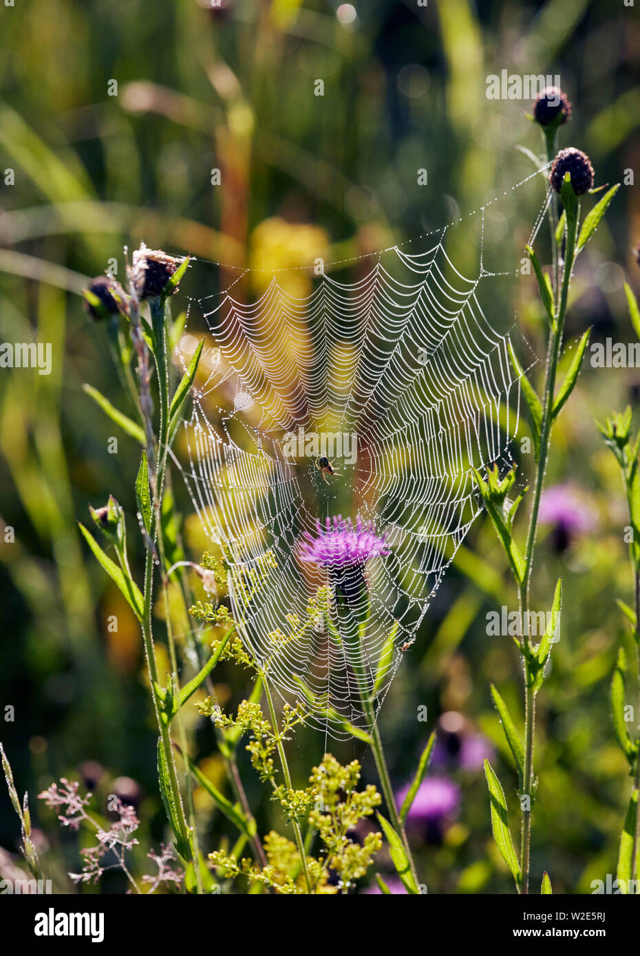 Spider nella sua rugiada web coperto, spun tra Fiordaliso gli steli dei fiori. Hurst Prati, East Molesey, Surrey, Regno Unito. Foto Stock