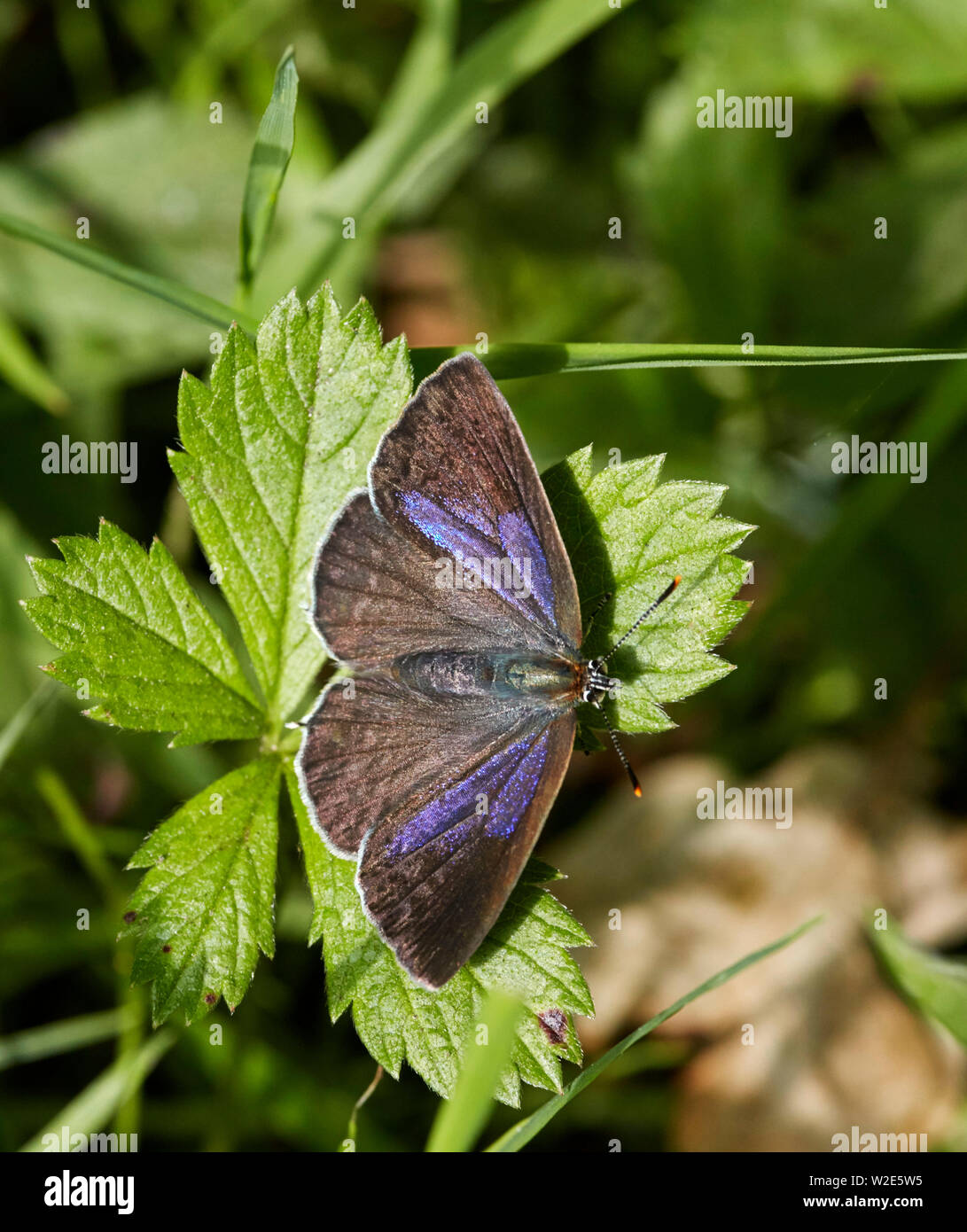 Viola Hairstreak femmina. Bookham Commons, Surrey, Regno Unito. Foto Stock