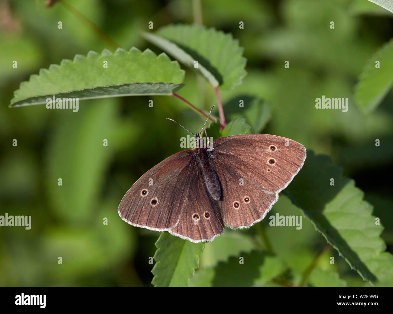 Ringlet butterfly appollaiato sulla grande Burnett. Hurst Prati, East Molesey, Surrey, Regno Unito. Foto Stock