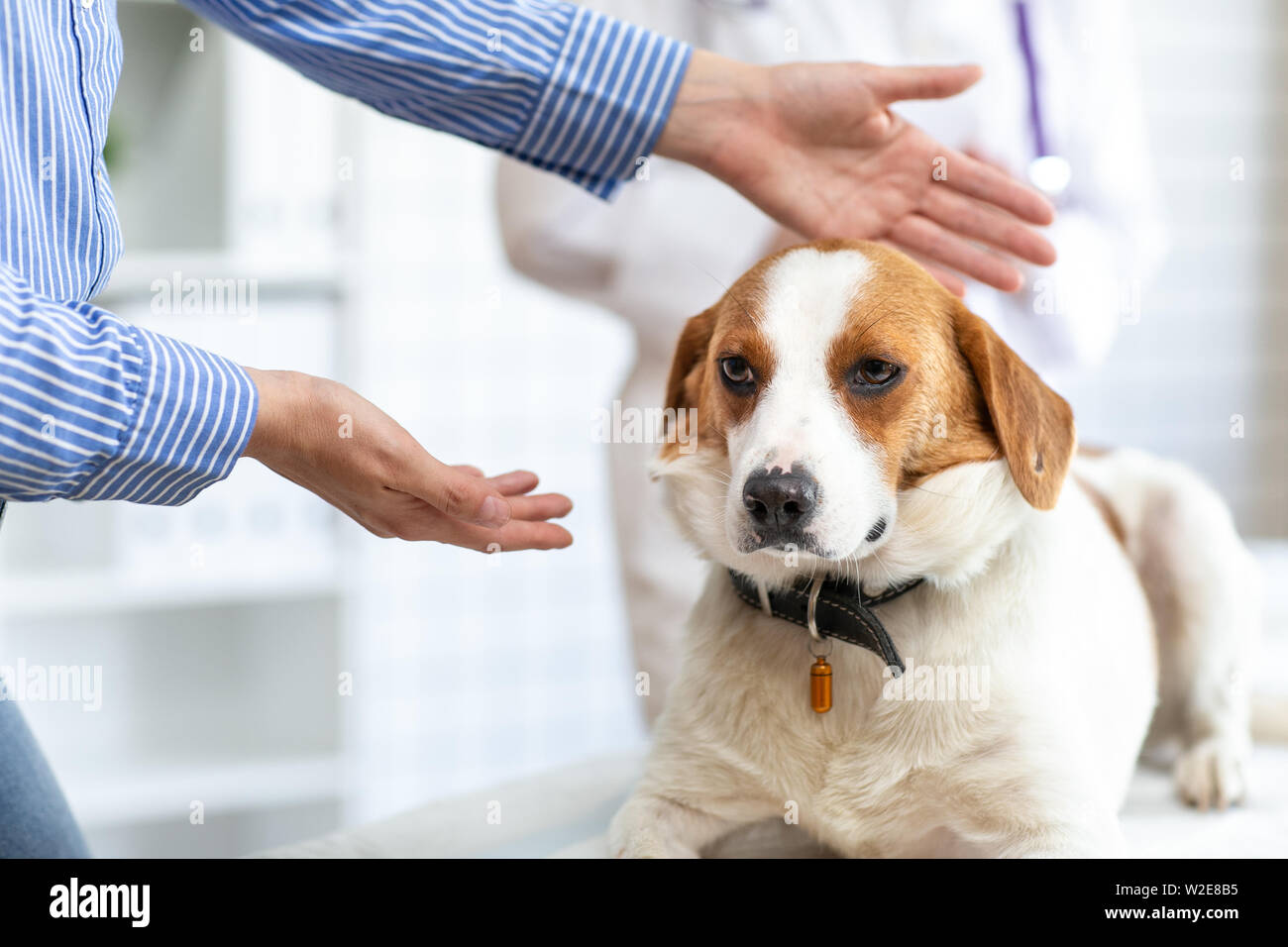 Il proprietario del cane mostra il veterinario un cane malato. Sfocare lo sfondo della clinica veterinaria. Foto Stock