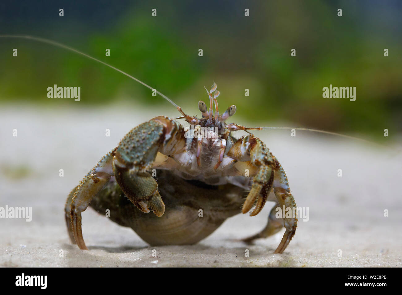 Comune granchio eremita / soldato granchio (Pagurus bernhardus) rovistando sul fondo del mare Foto Stock