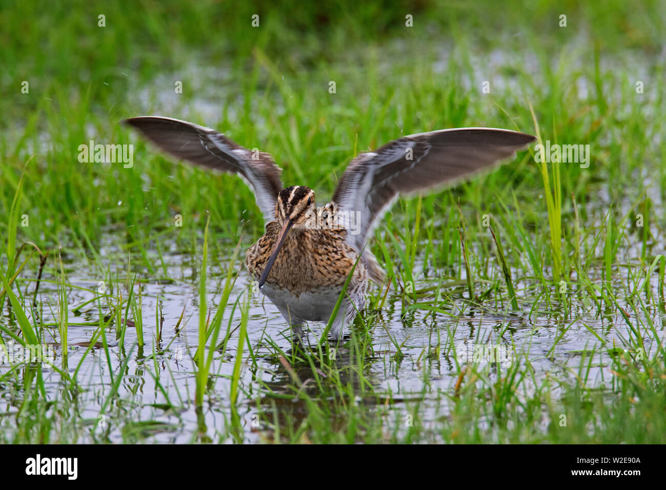 Beccaccino (Gallinago gallinago) sbattimento ali in zona umida Foto Stock