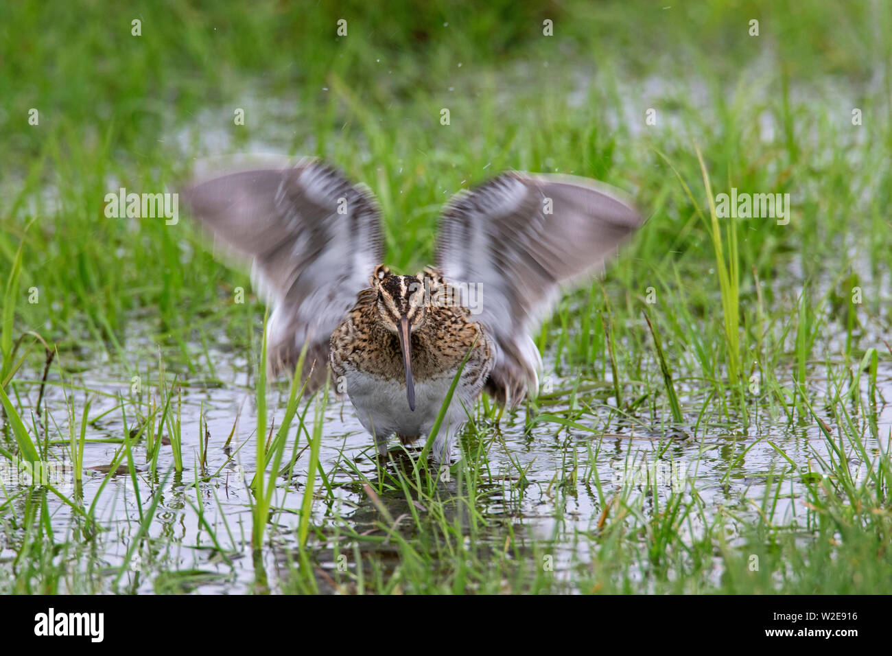 Beccaccino (Gallinago gallinago) sbattimento ali in zona umida Foto Stock