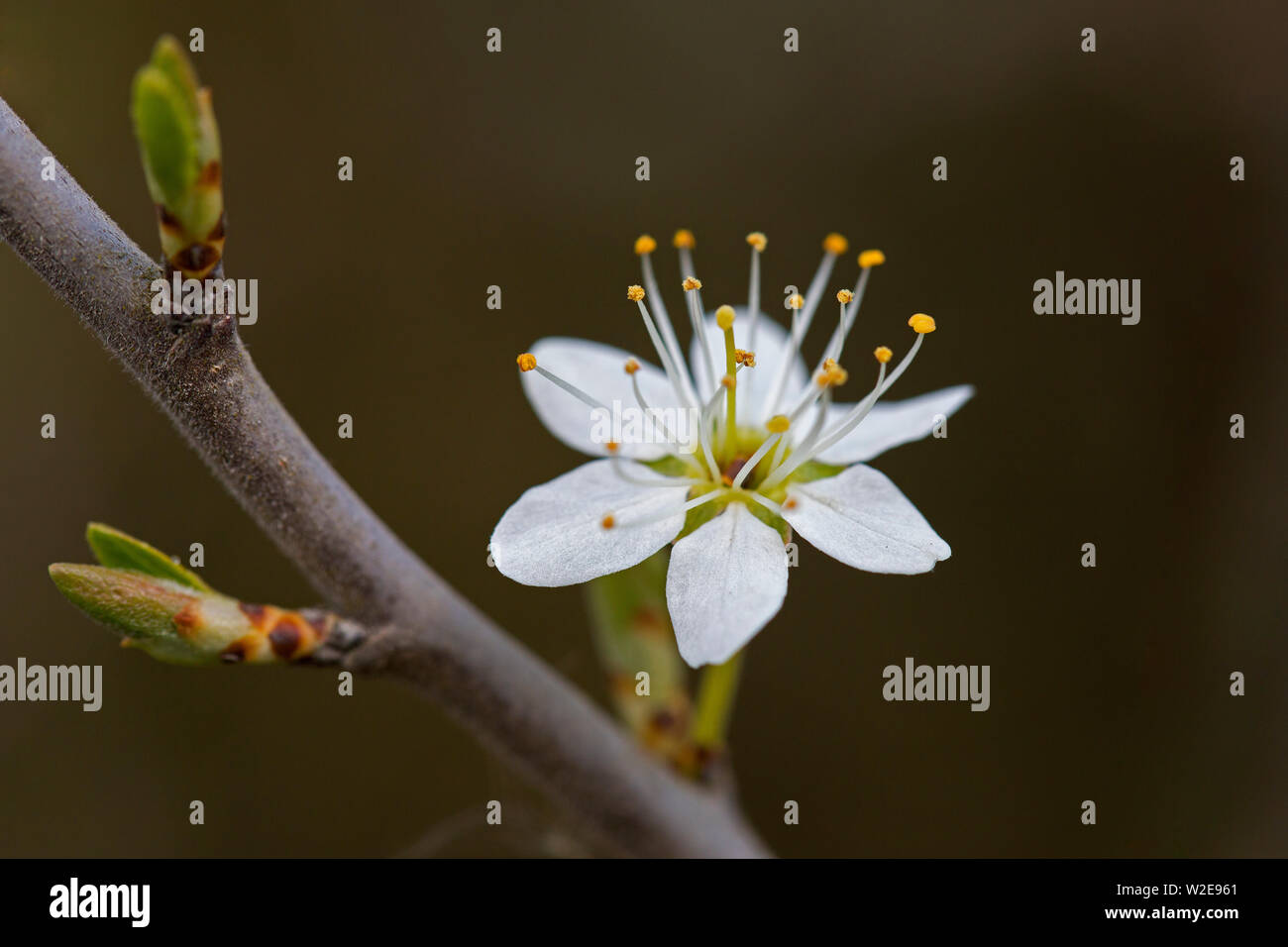 Prugnolo / sloe (Prunus spinosa fioritura ramoscello che mostra i fiori bianchi in primavera Foto Stock