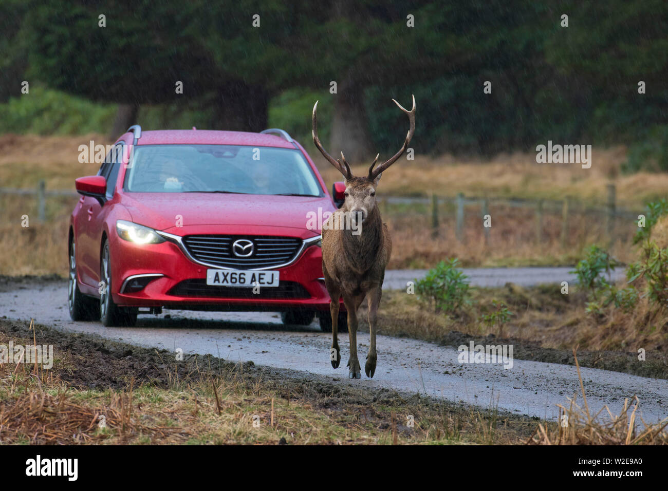 Il cervo (Cervus elaphus) feste di addio al celibato seguendo strada nella parte anteriore della macchina sotto la pioggia nelle Highlands scozzesi, Scotland, Regno Unito Foto Stock