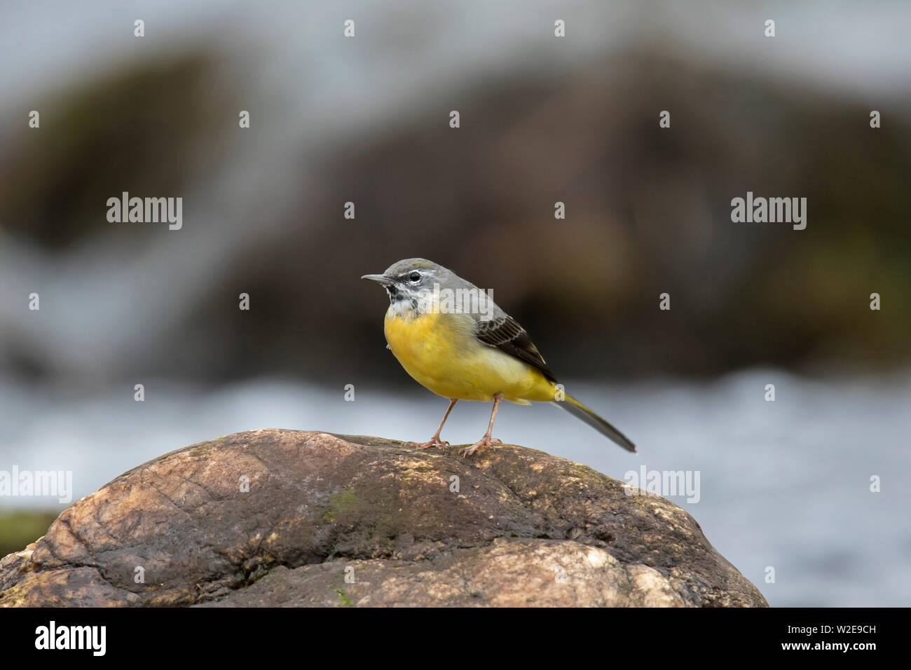 Wagtail grigio (Motacilla cinerea) maschio appollaiato sulla roccia nel flusso nelle Highlands scozzesi, Scotland, Regno Unito Foto Stock