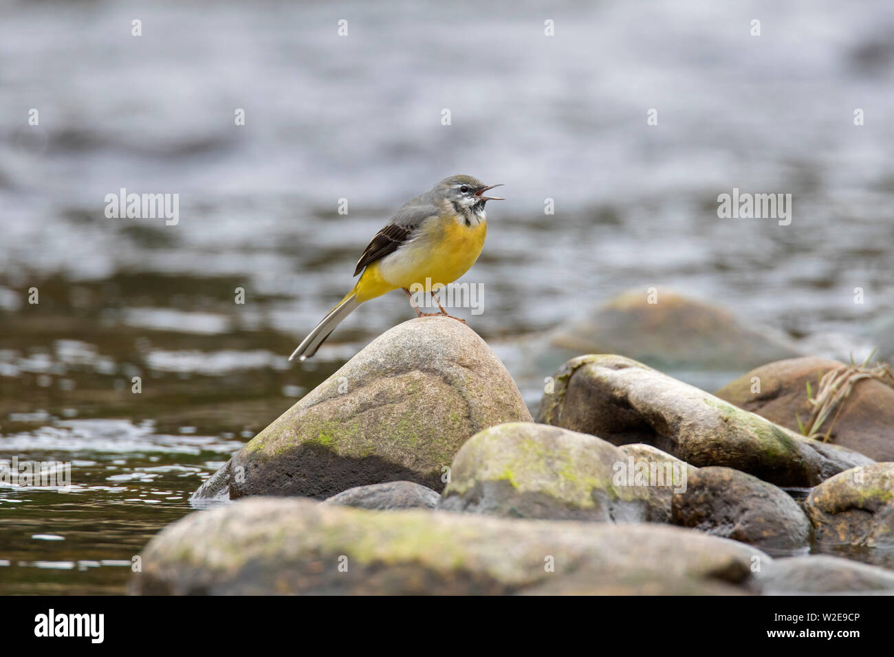 Wagtail grigio (Motacilla cinerea) maschio cantare dal rock nel flusso nelle Highlands scozzesi, Scotland, Regno Unito Foto Stock