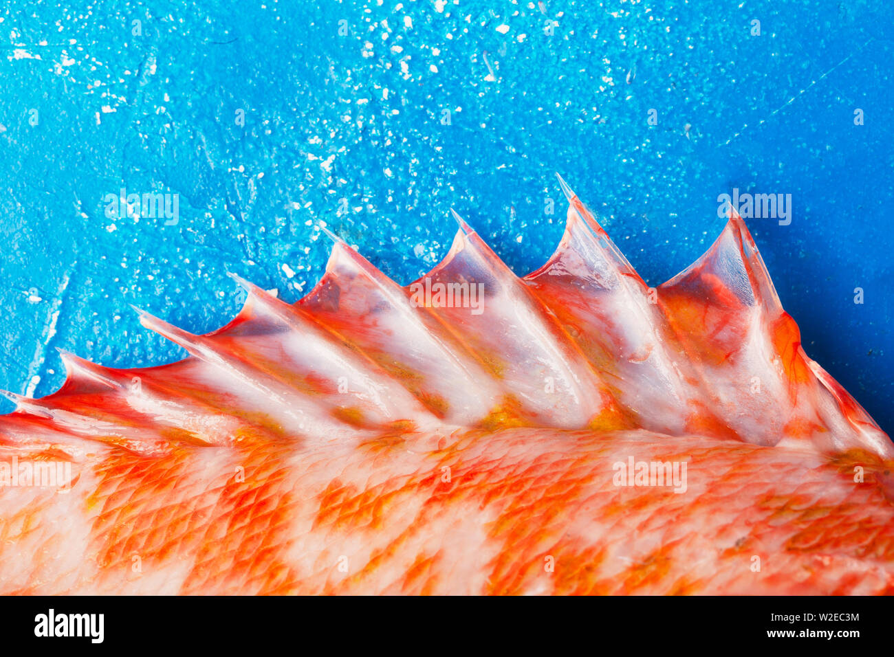 Sebastes o red sea bass alette su sfondo blu Foto Stock