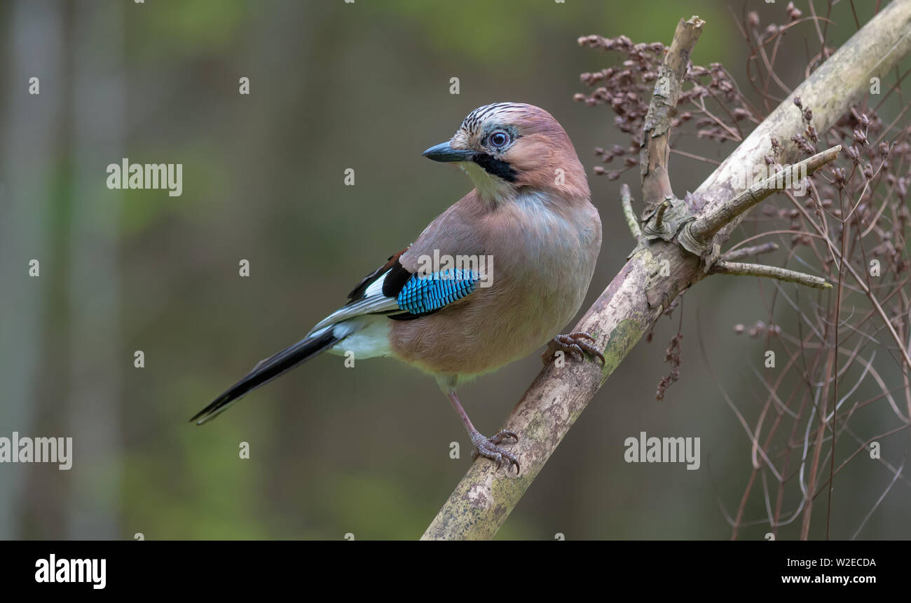 Eurasian Jay appollaiato a secco su un ramo di pino con sfondo grigio Foto Stock