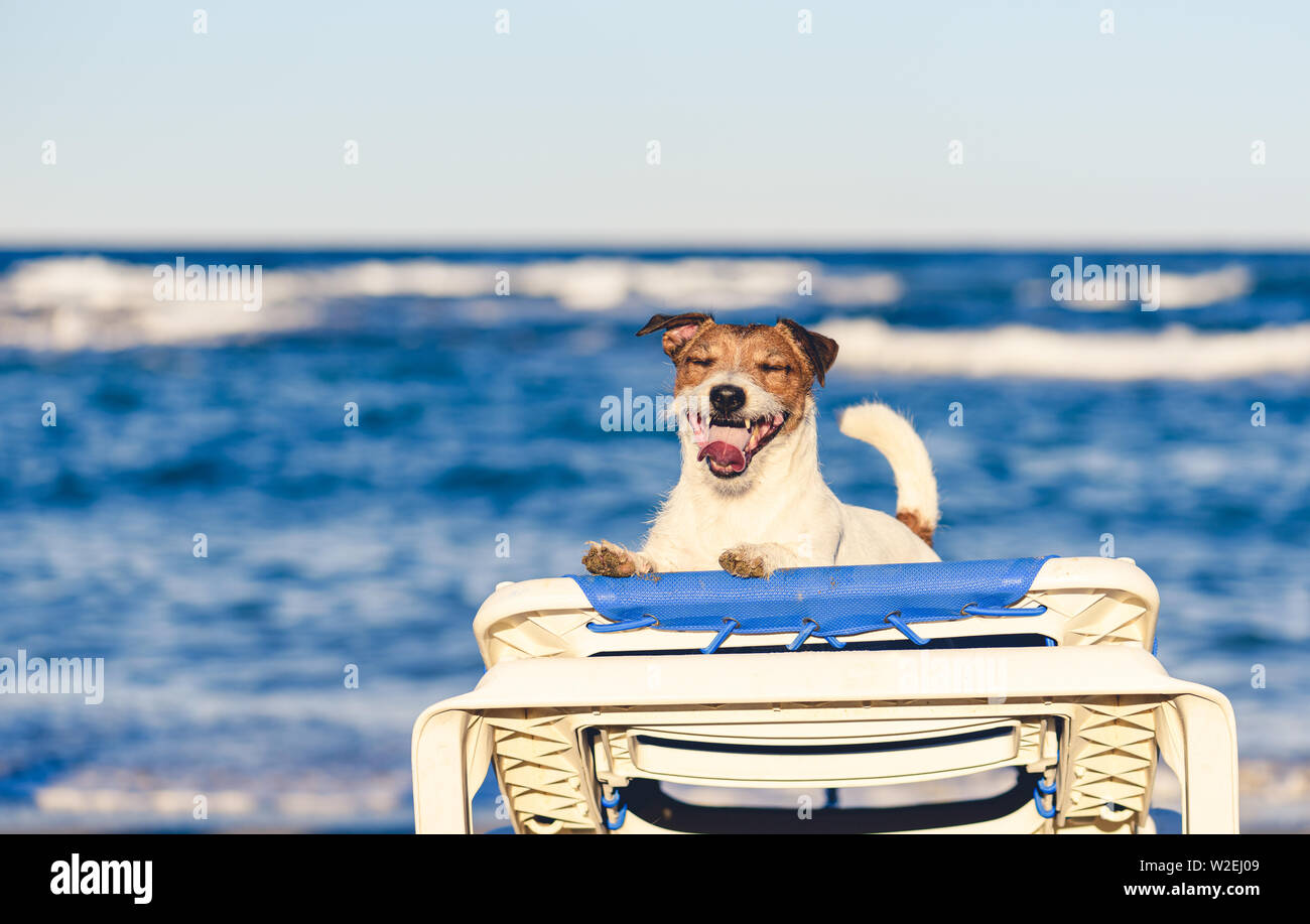 Estate vacanze concetto con felice contenti cane giocando in mare spiaggia diventa sul lettino abbronzante Foto Stock