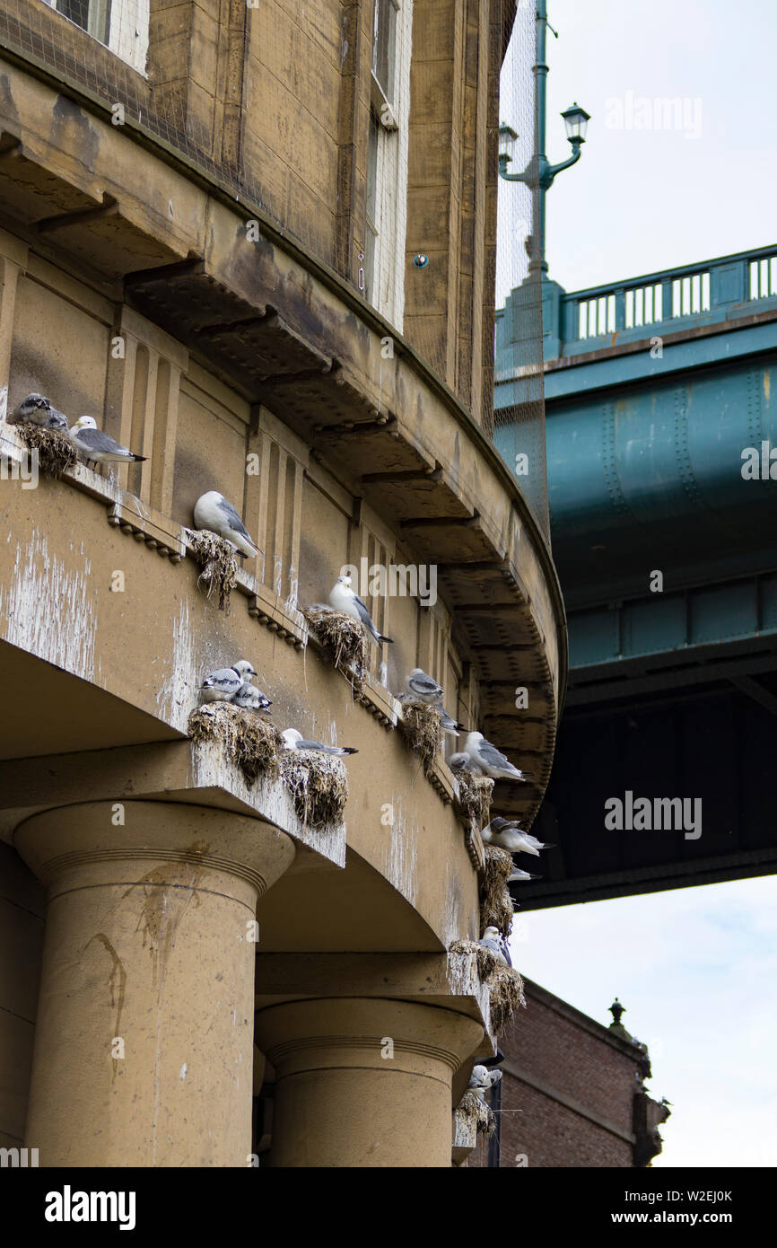 Kittiwake gabbiani - Rissa tridactyla - nidi su edificio storico in pietra nel centro cittadino adiacente a Tyne Bridge, Newcastle, Regno Unito. Foto Stock