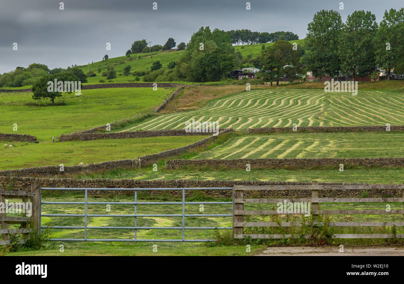 Righe di erba tagliata nei campi dello Yorkshire. Foto Stock
