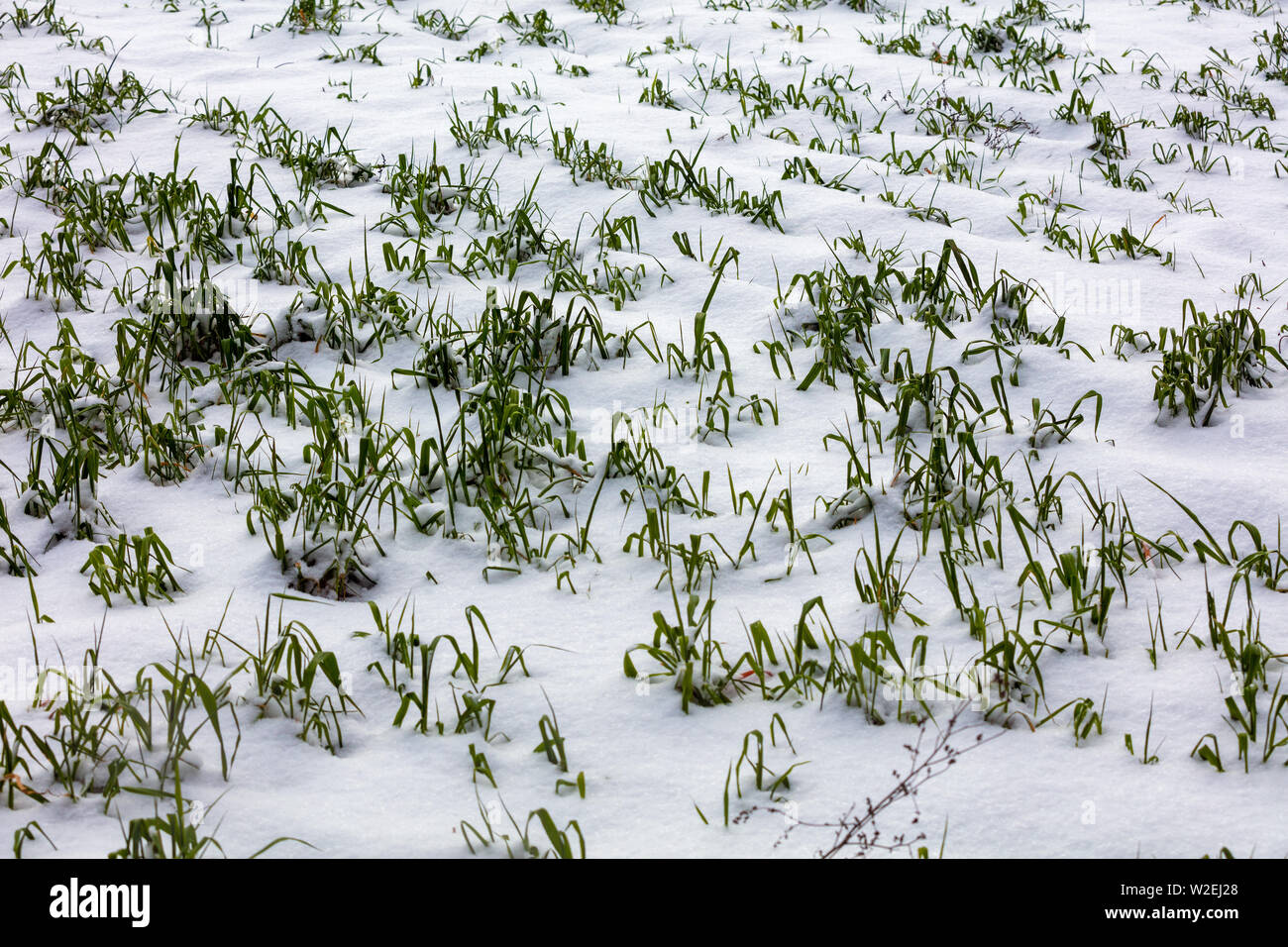 Inverno campo di grano сovered con la prima neve Foto Stock